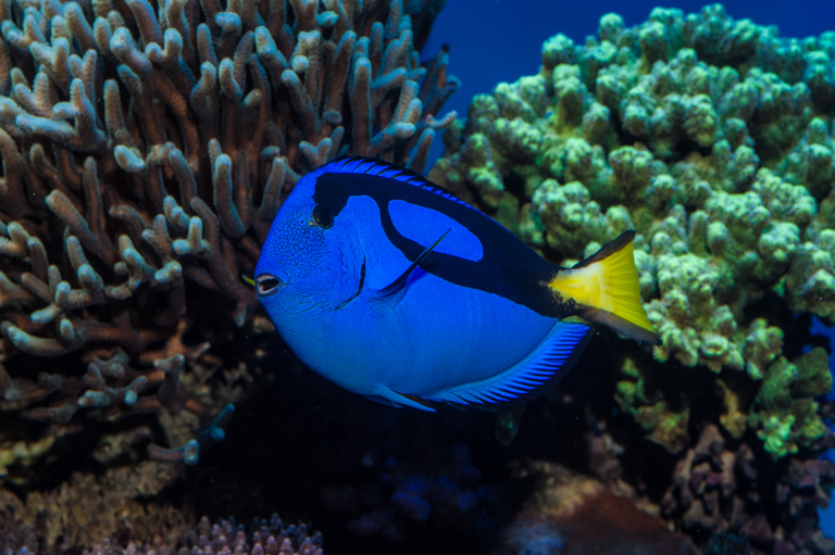 Image of Blue Surgeonfish