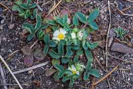 Image of Virginia strawberry