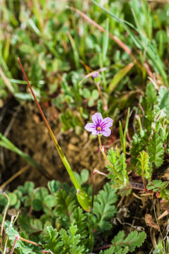 Imagem de Erodium botrys (Cav.) Bertol.