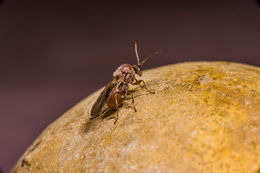 Image of California Gall Wasp