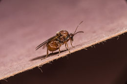 Image of California Gall Wasp