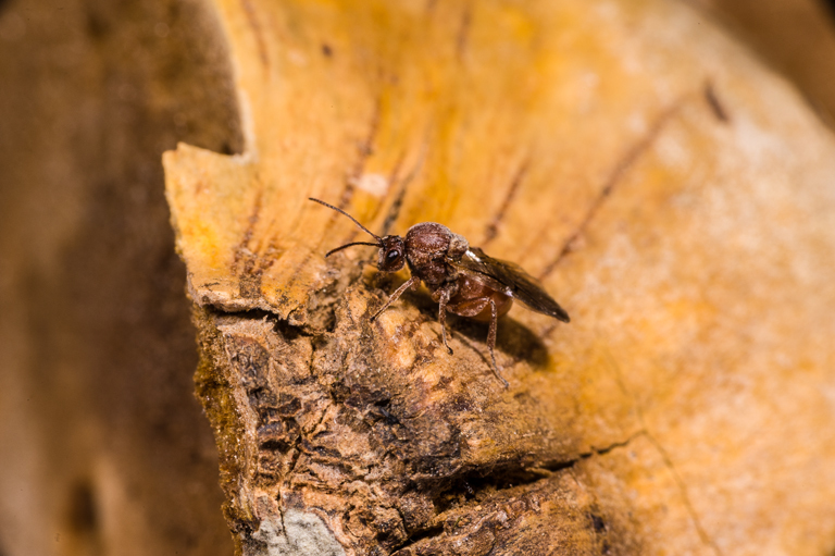 Image of California Gall Wasp