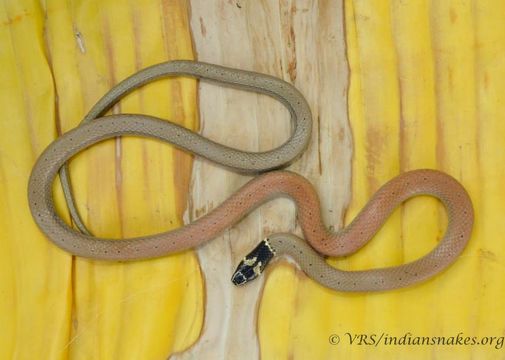 Image of Duméril's black-headed snake