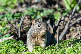 Image of California ground squirrel