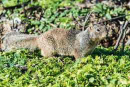 Image of California ground squirrel