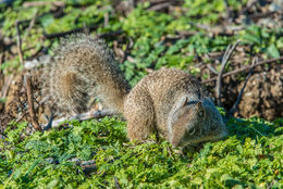 Image of California ground squirrel