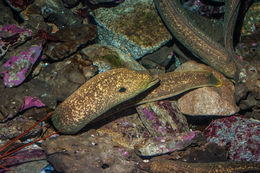 Image of California moray