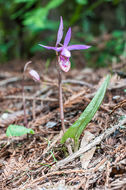 Imagem de Calypso bulbosa (L.) Oakes