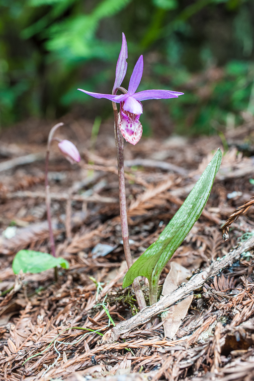 Image of Calypso orchid