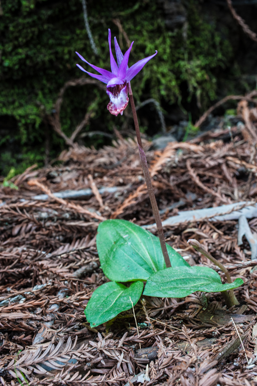 Imagem de Calypso bulbosa (L.) Oakes