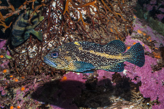 Image of China rockfish