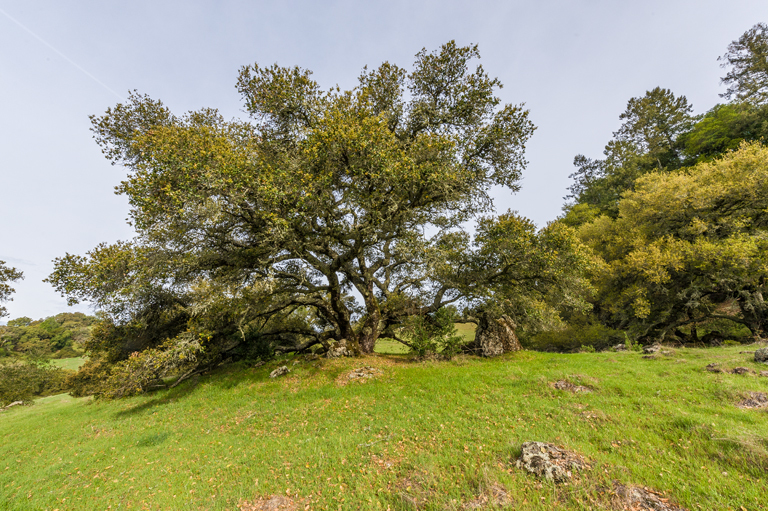 Image of California Live Oak