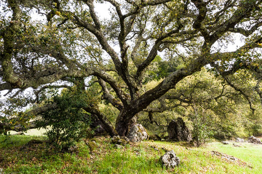 Image de Quercus agrifolia Née