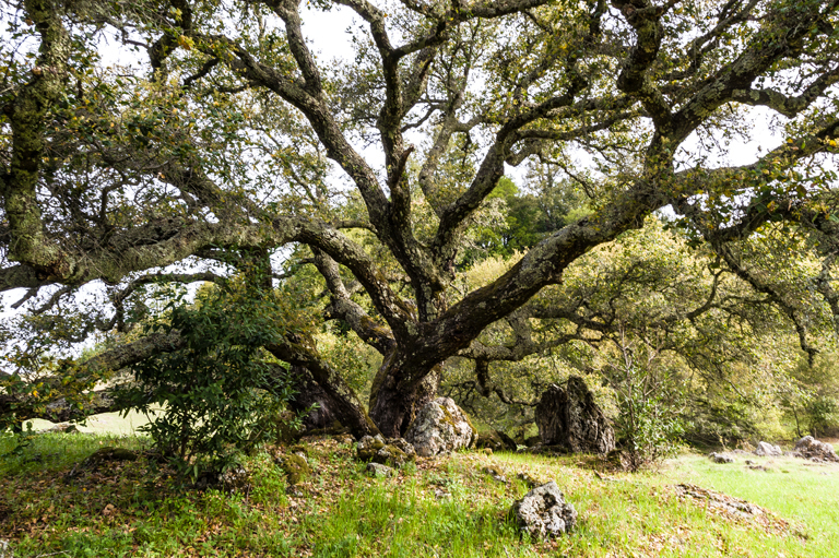 Imagem de Quercus agrifolia Née