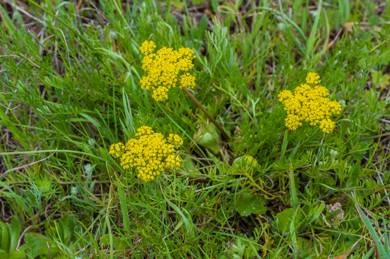 Image of common lomatium