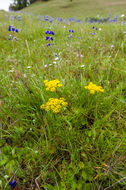 Image of common lomatium