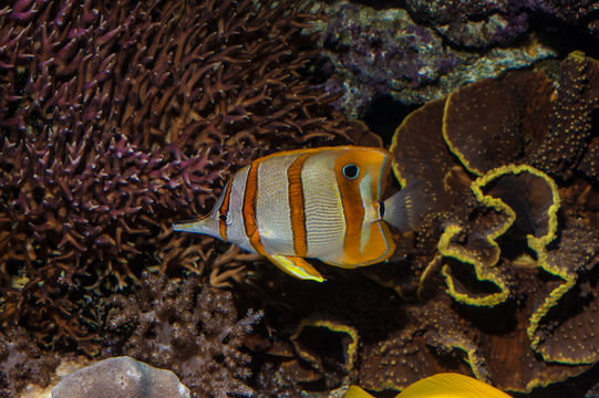 Image of Banded Longsnout Butterflyfish