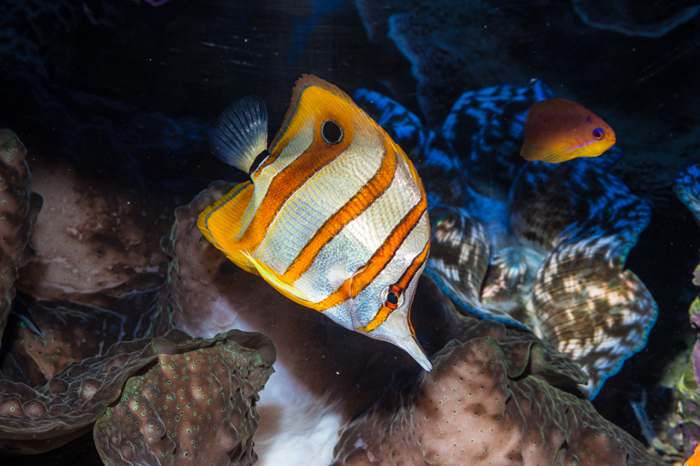 Image of Banded Longsnout Butterflyfish