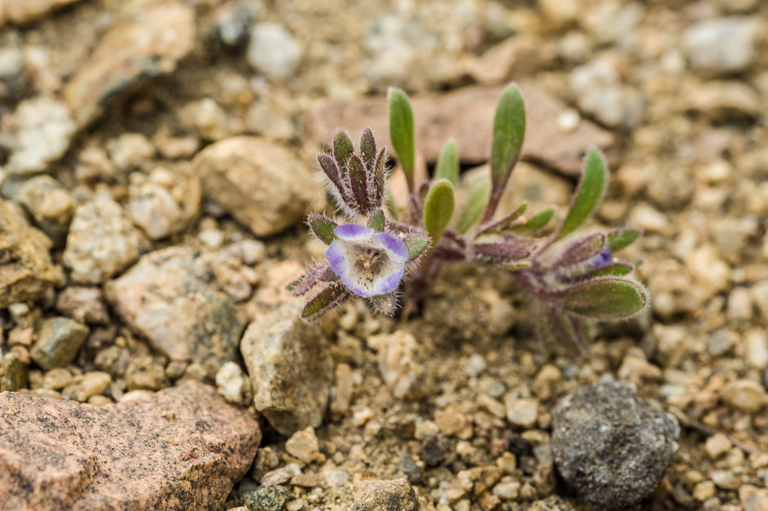 Image de Phacelia curvipes Torr. ex S. Wats.