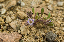 Image de Phacelia curvipes Torr. ex S. Wats.