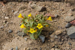 Plancia ëd <i>Mimulus nanus</i>