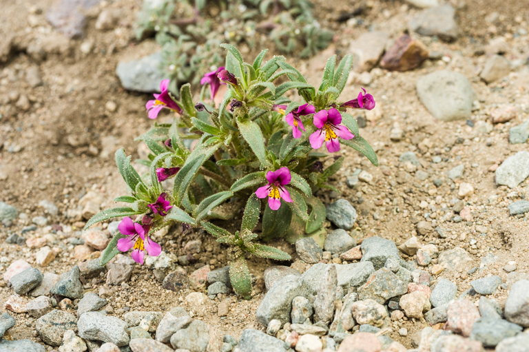 Plancia ëd <i>Mimulus nanus</i>