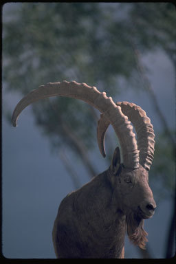 Image of Asiatic Ibex