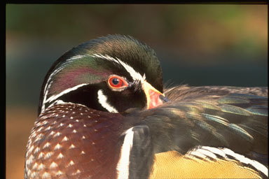 Image of Wood Duck