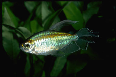 Image of Congo Tetra