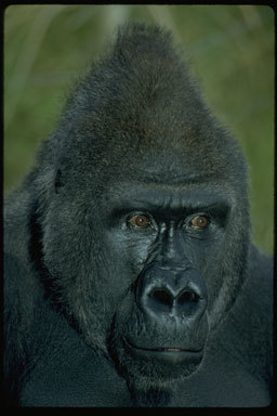 Image of Western Lowland Gorilla