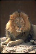 Image of Asiatic Lion