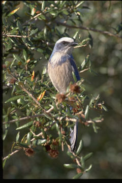 Imagem de Aphelocoma coerulescens (Bosc 1795)