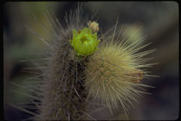 Image of Golden-spine Cereus