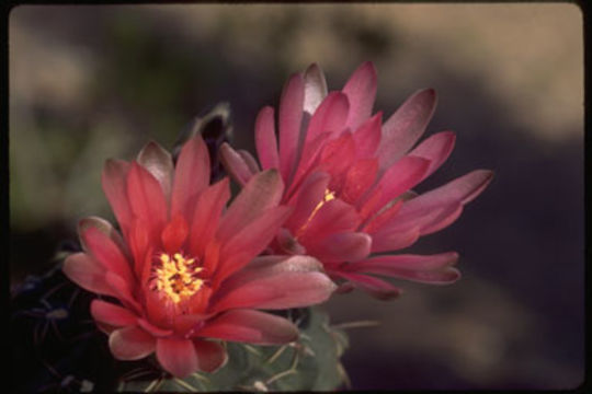 Image of Gymnocalycium baldianum (Speg.) Speg.