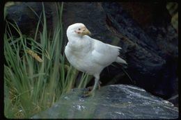 Image of American Sheathbill