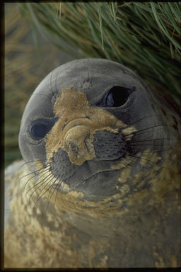 Image of South Atlantic Elephant-seal