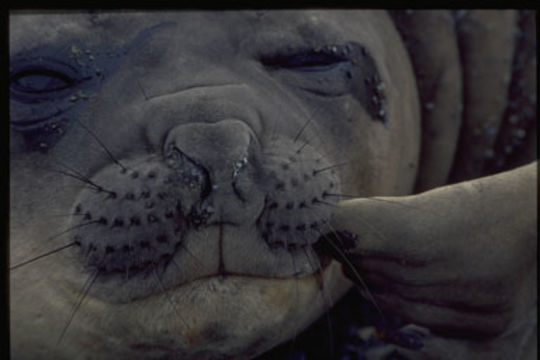 Image of South Atlantic Elephant-seal