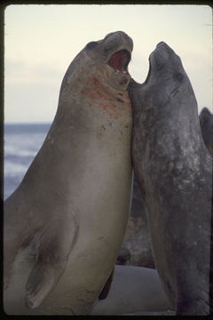 Image of South Atlantic Elephant-seal