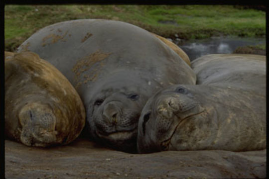 Image of South Atlantic Elephant-seal