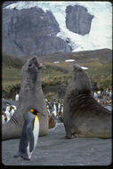 Image of South Atlantic Elephant-seal