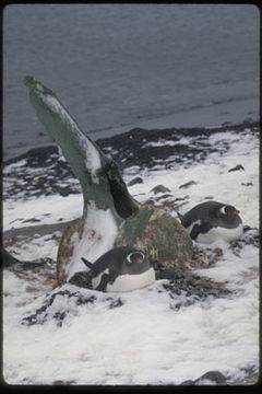 Image of Gentoo Penguin