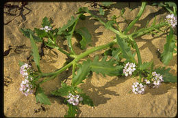 Image of <i>Cakile arctica</i>