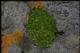 Image of Antarctic pearlwort