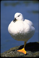 Image of kelp goose