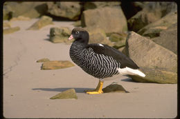 Image of kelp goose