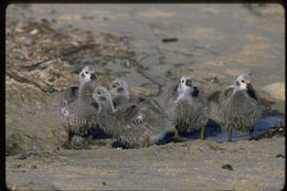 Image of kelp goose