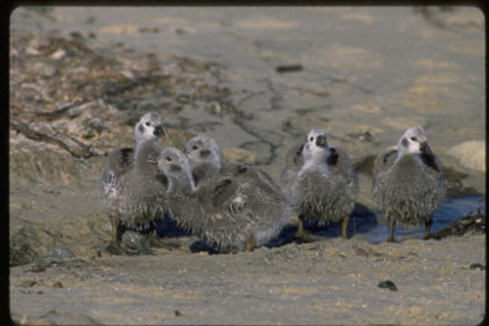 Image of kelp goose