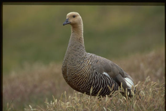 Image of Chloephaga picta leucoptera (Gmelin & JF 1789)