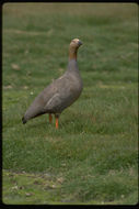 Image of Ruddy-headed Goose