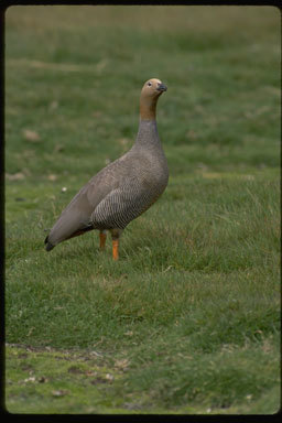 Image of Ruddy-headed Goose